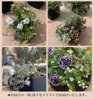 SL0232　【12回定期便】植物と花を育てるキットの定期便「植物の寄せ植えキット スクエア12」