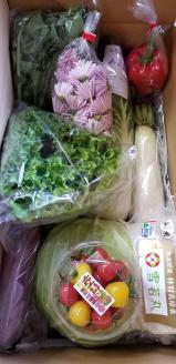 SA0484　酒田市農業女子会が贈るおまかせお野菜セット
