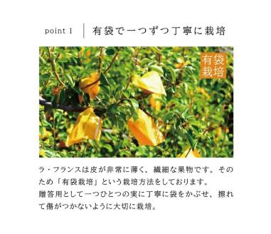 SA2579　有袋栽培 ラ・フランス　約3kg(7～10玉入) 化粧箱入