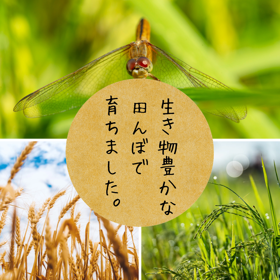 SC0625　令和7年産【玄米】コシヒカリ5kg〔有機JAS認証米〕 HA