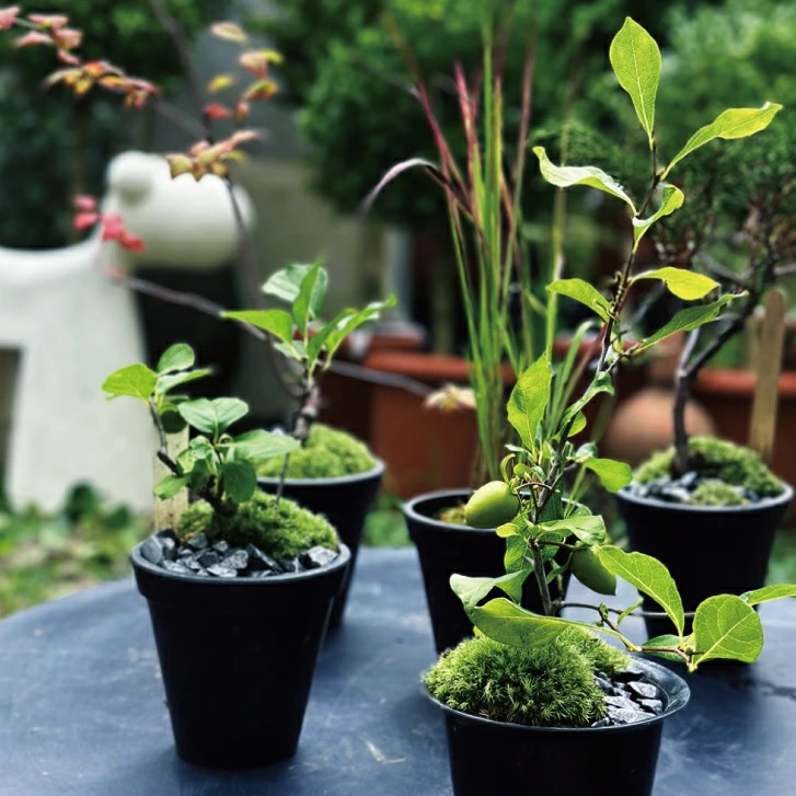 SL0240　【12回定期便】苔玉と和BONSAIの定期便「苔ボン12」