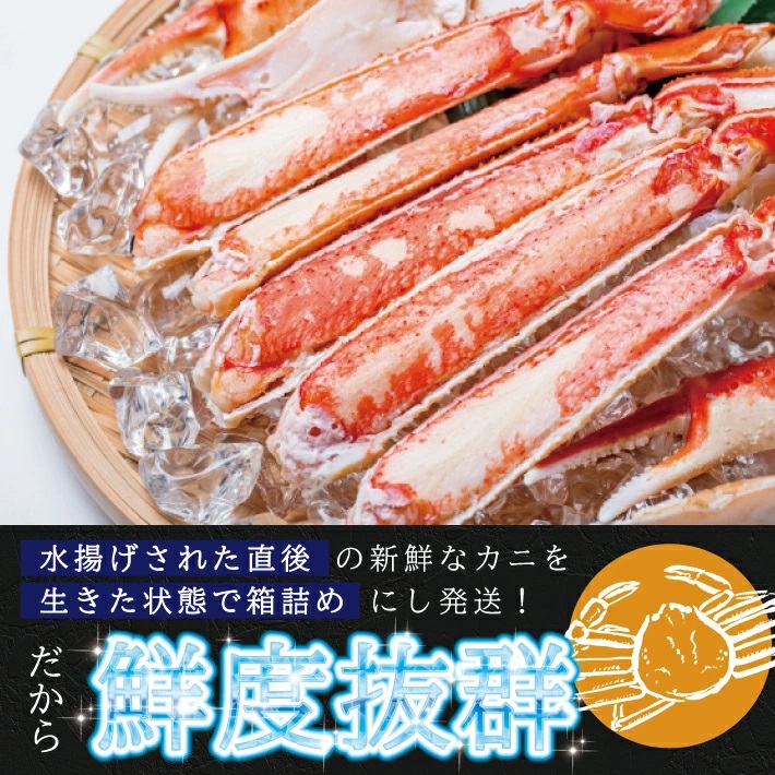 SE0443　春の生・本ズワイガニ　1匹600g程度