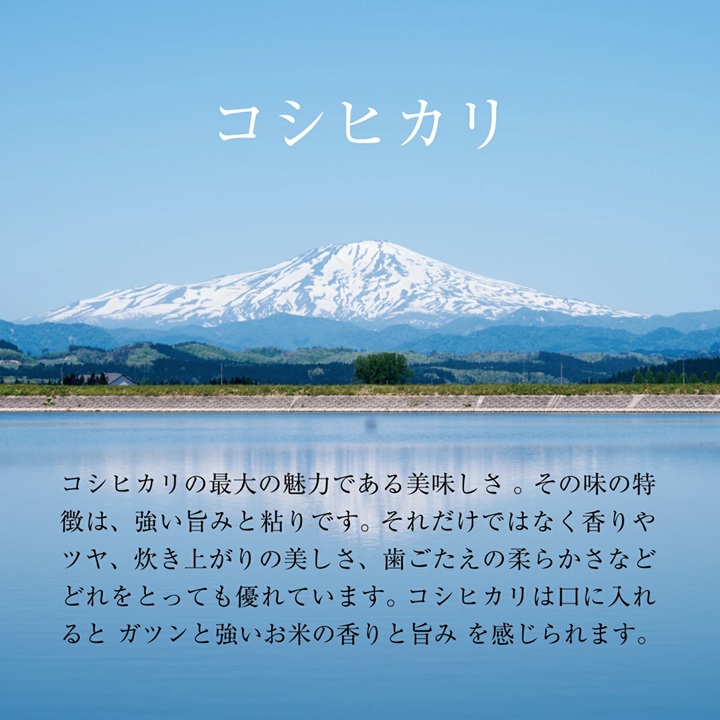 SA2844　令和7年産【白米】コシヒカリ　5kg(5kg×1袋) YA