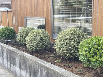 SL0211　インテリアグリーン「ツゲのトピアリー ミニ」