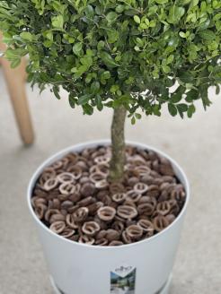 SL0219　インテリアグリーン「ツゲのトピアリー ガーデンM」