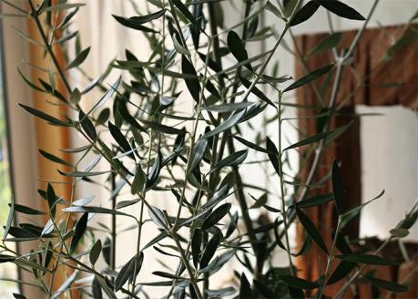 SL0218　愛の木　｢オリーブ」庭のシンボルツリー