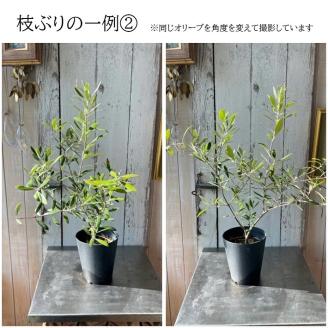 SL0202　「オリーブの鉢」を育てよう