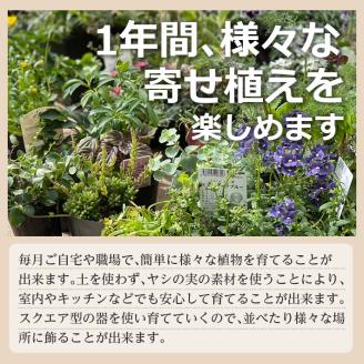 SL0232　【12回定期便】植物と花を育てるキットの定期便「植物の寄せ植えキット スクエア12」