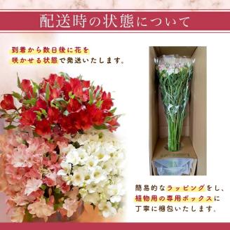 SB0674　アルストロメリアの花束　計30本(白色、ピンク色、赤色/各10本)