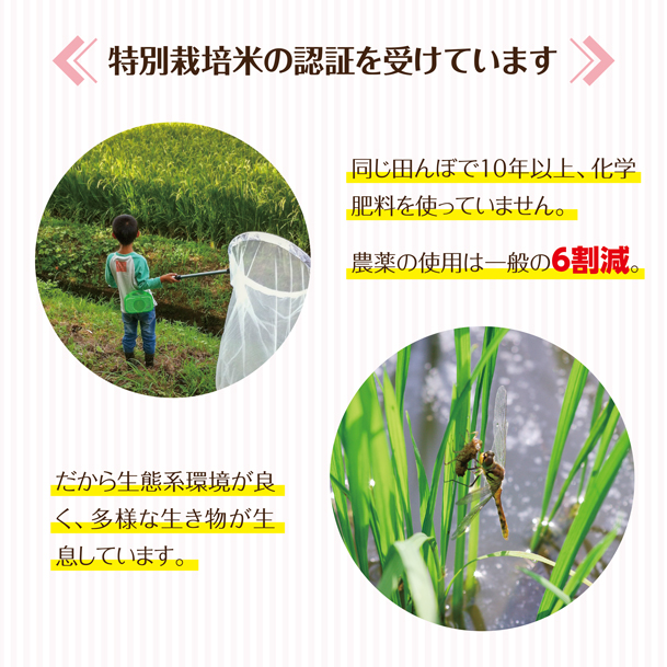SH0032　【4回定期便】令和7年産 特別栽培米つや姫　5kg×4回(計20kg)　「最優秀金賞」受賞農家直送・鳥海山麓やわたの米 TR