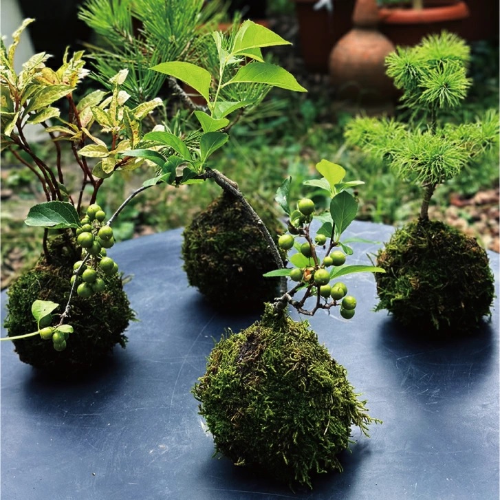SL0239　【4回定期便】苔玉と和BONSAIの定期便「苔ボン4」
