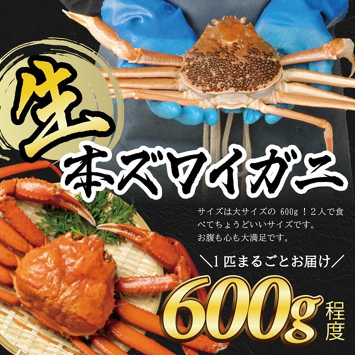 SE0443　春の生・本ズワイガニ　1匹600g程度