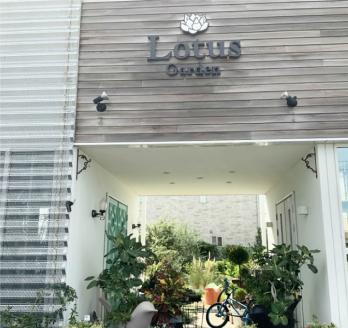 SL0219　インテリアグリーン「ツゲのトピアリー ガーデンM」