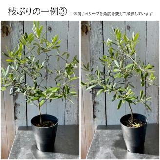 SL0202　「オリーブの鉢」を育てよう