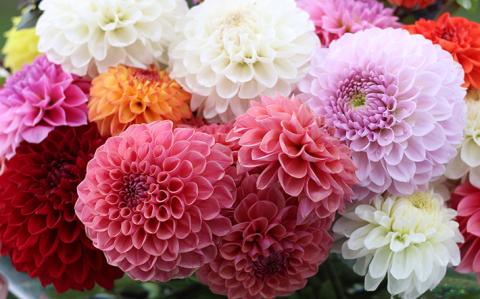 SL0213　とれたて「酒田のダリアの花束」