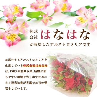 SB0674　アルストロメリアの花束　計30本(白色、ピンク色、赤色/各10本)