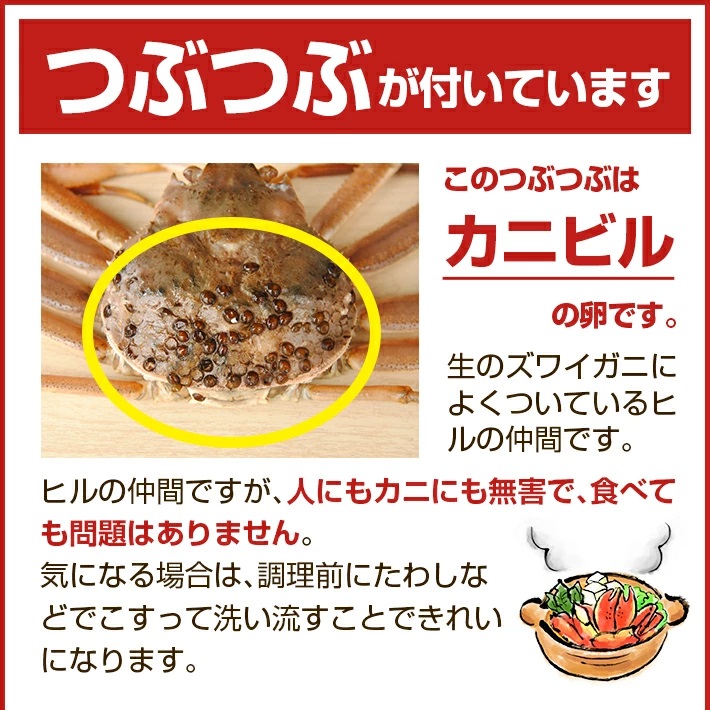 SE0443　春の生・本ズワイガニ　1匹600g程度