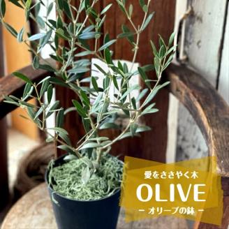 SL0202　「オリーブの鉢」を育てよう
