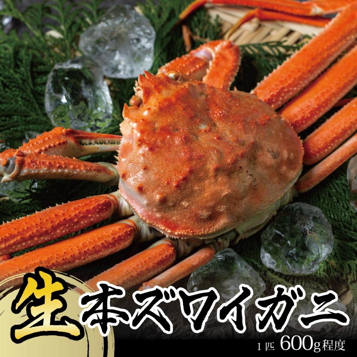 SE0443　春の生・本ズワイガニ　1匹600g程度