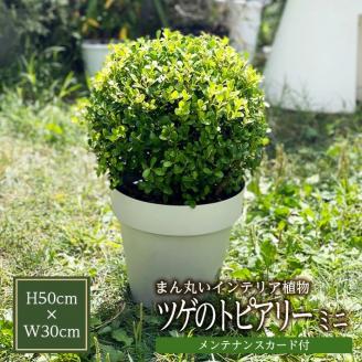 SL0211　インテリアグリーン「ツゲのトピアリー ミニ」