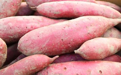 上品な甘さの【シルクスイート】1kg （栽培期間中、農薬、化学肥料不使用） さつまいも サツマイモ 芋 F3S-2001