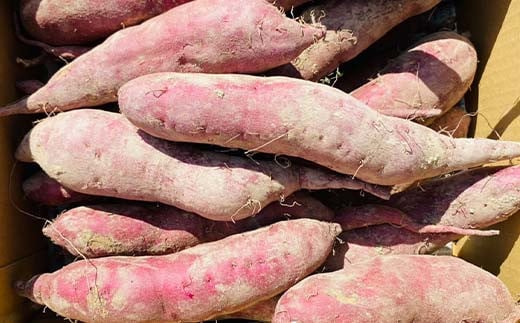 栽培期間中、農薬・化学肥料不使用 ホクホク甘～い『至福の紅あずま』サイズ 大～小混合 2kg さつまいも サツマイモ 山形県 新庄市 F3S-1931