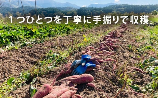 栽培期間中、農薬・化学肥料不使用 ホクホク甘～い『至福の紅あずま』サイズ 中～大混合 5kg さつまいも サツマイモ 山形県 新庄市 F3S-1937