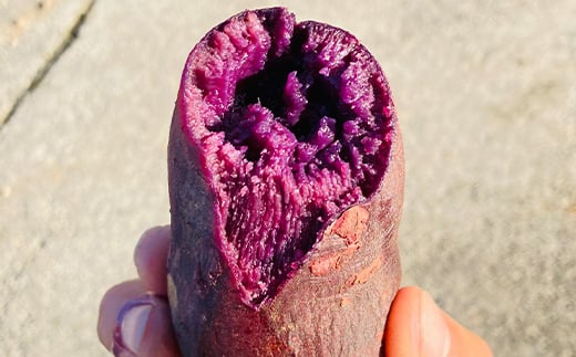 栽培期間中、農薬・化学肥料不使用 もちもち甘～い『ふくむらさき』 小～大混合 2kg さつまいも サツマイモ F3S-1942