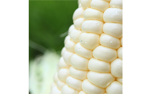 大地のsweets(10本M～Lサイズ)朝取りピュアホワイト 1kg ホワイトコーン とうもろこし トウモロコシ 野菜 F3S-2086