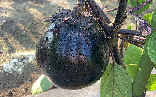 最上伝承野菜「畑なす」約1.5kg なす ナス 茄子 野菜 なすび 夏野菜 F3S-2197