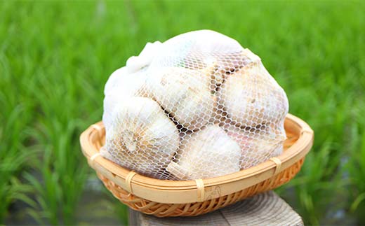 《2026年発送》 最上伝承野菜 【最上赤生にんにく】 500g（玉） 生にんにく ニンニク 薬味 ガーリック 野菜 F3S-2481