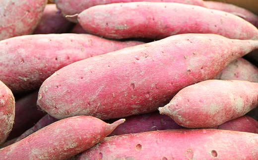 <2026年秋収穫分 先行予約> 上品な甘さの【シルクスイート】1kg （栽培期間中、農薬、化学肥料不使用） さつまいも サツマイモ 芋 F3S-2615