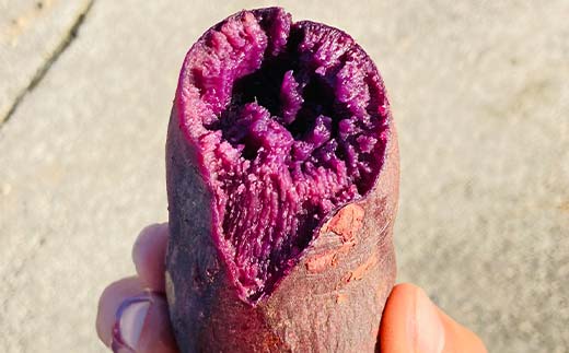 <2026年秋収穫分 先行予約> 栽培期間中、農薬・化学肥料不使用 もちもち甘～い『ふくむらさき』1kg（3～5本） さつまいも サツマイモ F3S-2616