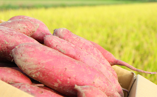 <2026年秋収穫分 先行予約> 自然が育む『あまはづき』5kg さつまいも サツマイモ 芋 F3S-2620