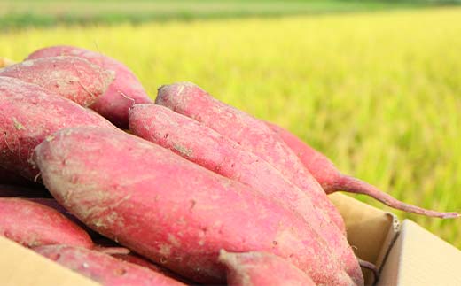 <2026年秋収穫分 先行予約> 自然が育む『あまはづき』1kg さつまいも サツマイモ 芋 F3S-2643