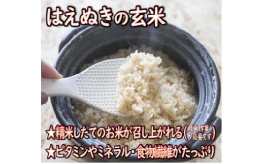 【令和7年産】 山形県産 はえぬき 玄米 5kg 米 コメ こめ F3S-2698
