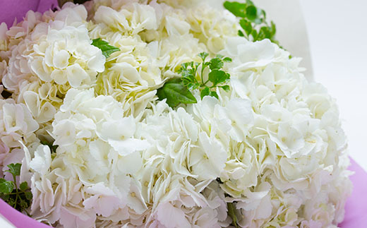 アジサイ（花束） 5～7本 あじさい 紫陽花 山形県 新庄市 F3S-0287