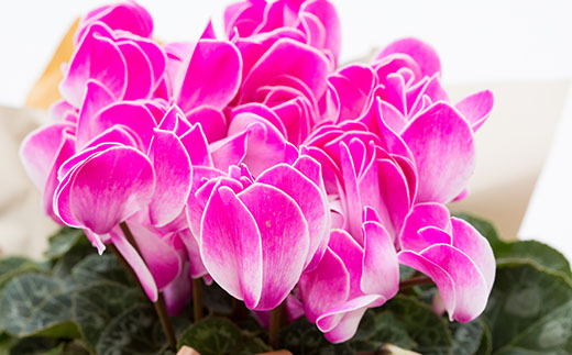 お花屋さんが選ぶ花植物 シクラメン 中株 花 お花 フラワー ギフト 贈り物 贈答 プレゼント 山形県 新庄市 F3S-0290