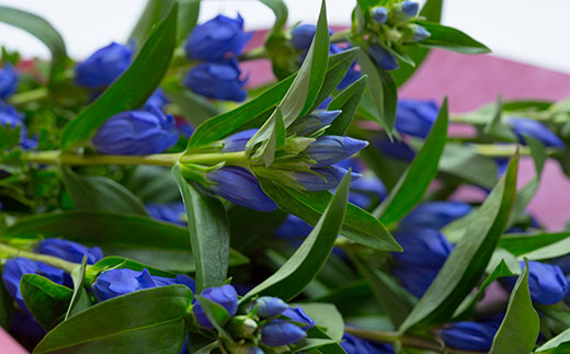 リンドウ（花束） 15本前後 りんどう 山形県 新庄市 F3S-0322