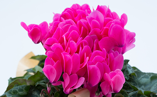 お花屋さんが選ぶ花植物 シクラメン 大株 花 お花 フラワー ギフト 贈り物 贈答 プレゼント 山形県 新庄市 F3S-0621