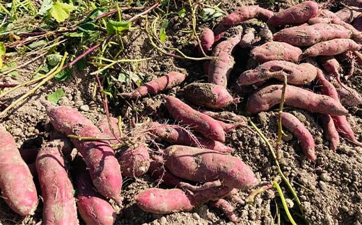 栽培期間中、農薬・化学肥料不使用 ホクホク甘～い『至福の紅あずま』サイズ 大～小混合 2kg さつまいも サツマイモ 山形県 新庄市 F3S-1931