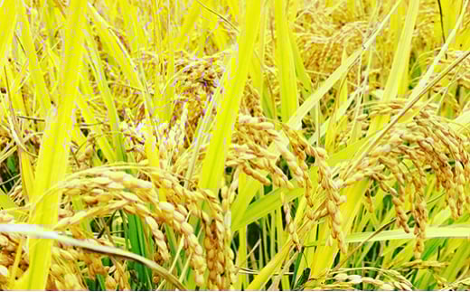 定期便 全6回 令和6年産 魅惑のはえぬき5kg 米 お米 おこめ 山形県 新庄市 F3S-2060