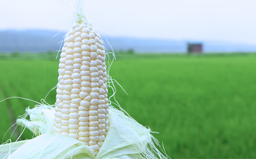 大地のsweets(10本M～Lサイズ)朝取りピュアホワイト 1kg ホワイトコーン とうもろこし トウモロコシ 野菜 F3S-2086