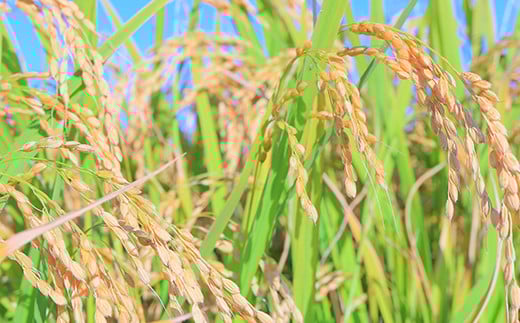 定期便 【先行予約】令和6年産 至福のササニシキ（精米）5kg×12回 米 お米 おこめ 山形県 新庄市 F3S-2154