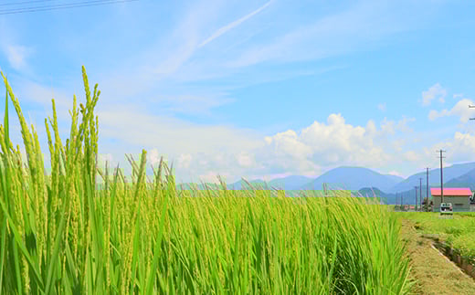 【先行予約】 令和7年産 黒澤のササニシキ 5kg 米 お米 おこめ F3S-2187