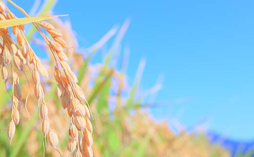 令和7年産 漢方栽培 十四代目のササニシキ 3kg 米 お米 おこめ 山形県 新庄市 F3S-2405