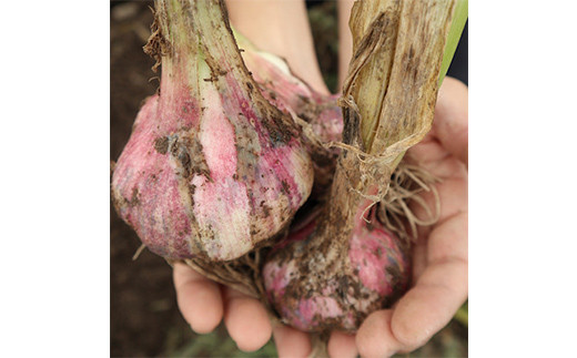 《2026年発送》 最上伝承野菜 【最上赤生にんにく】 500g（玉） 生にんにく ニンニク 薬味 ガーリック 野菜 F3S-2481