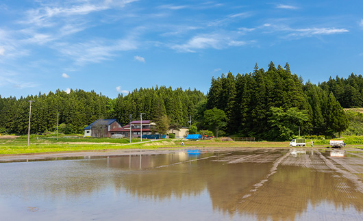 特別栽培米【最上の輝き】こがねもち 玄米 5kg 米 お米 おこめ 山形県 新庄市 F3S-2535