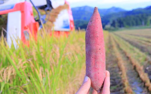 【先行予約】 自然栽培 栗かぐや 1kg（3～6本） さつまいも サツマイモ 芋 山形県 新庄市 F3S-2636