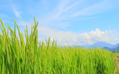 『定期便』厳選ササニシキ5kg 全3回 米 お米 おこめ ふるさと納税 山形県 新庄市 F3S-1396